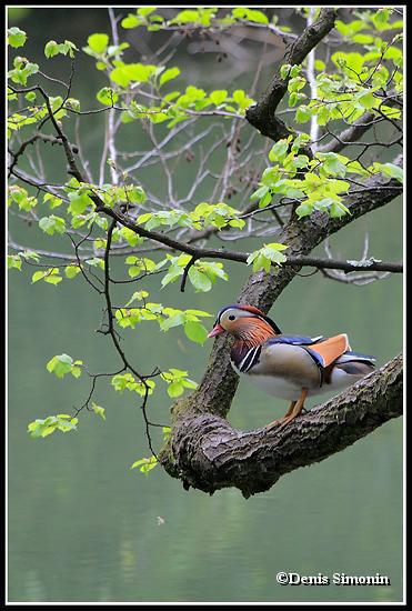 Mâle de canard mandarin